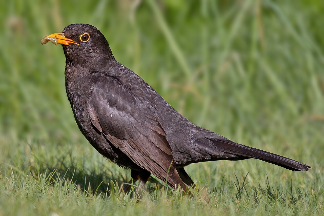 Bild einer Amsel